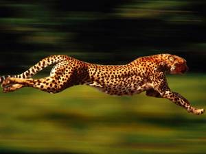 Cheetah - 113 KMPH